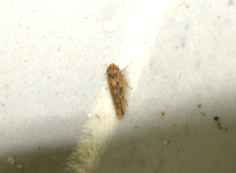 Psammotettix cfr alienus?